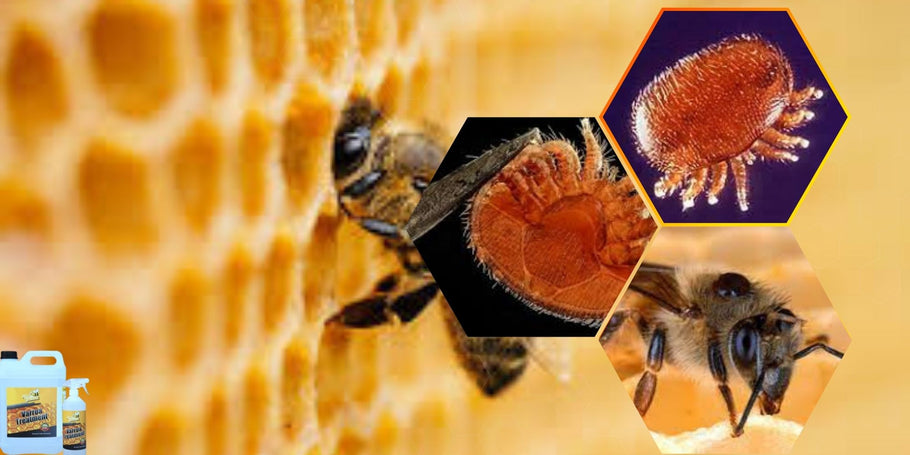 Kuidas kaitsta oma mesilasi varroalesta eest?