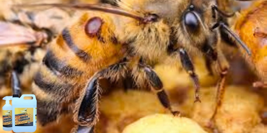 Innovatsioon mesilaste kaitse alal: Varroa-vastane toode, mis muudab mängureegleid