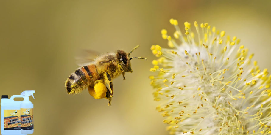 Varroa lest: mesilasperede nähtamatu vaenlane