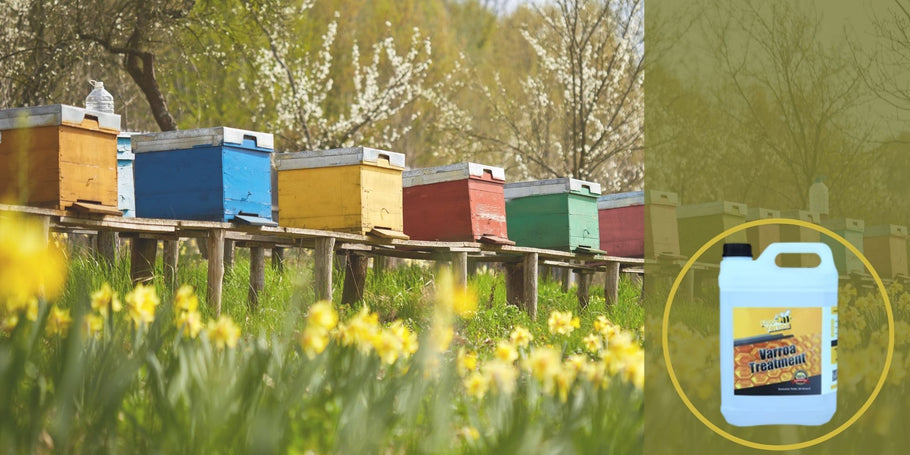 Varroa väljakutse ületamise strateegiad: mesilasperede kroonikad