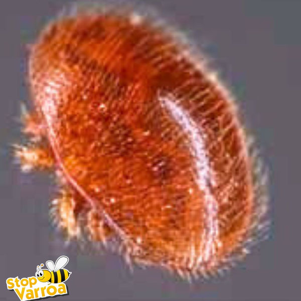 Kuidas Varroa mesilasi tapab