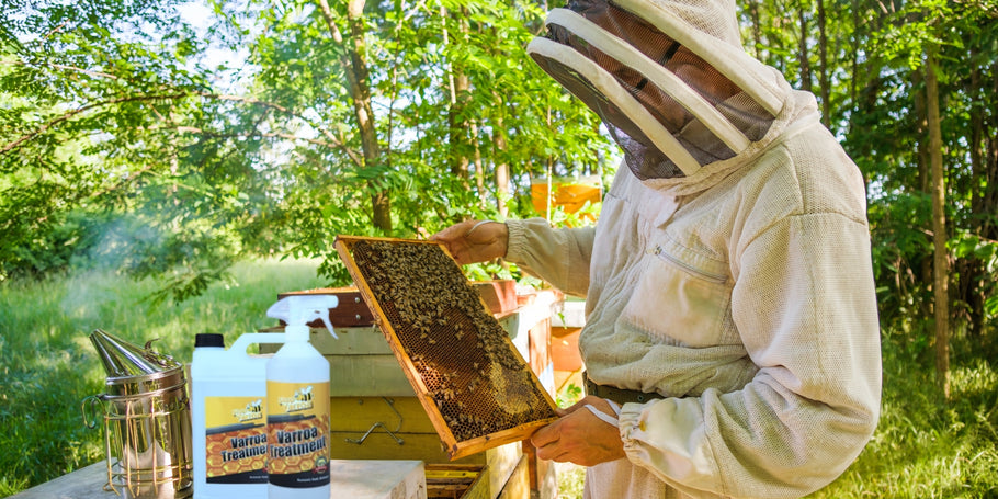 Varroa lestad: oht mesilastele, lahendused mesinikele