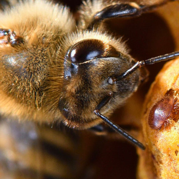 Kõige tõhusamad tooted ja meetodid Varroa vastu